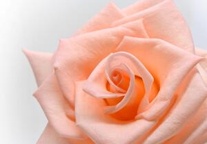 Fototapeta růže v broskvovém odstínu