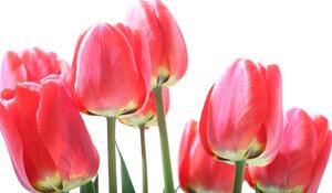 Fototapeta červené polní tulipány