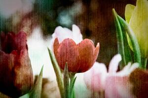 Tapeta louka tulipánů v retro stylu