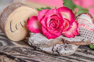 Fototapeta růže z lásky