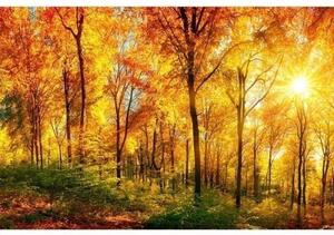 DIMEX | Vliesové fototapety na zeď Slunný les MS-5-0067 | 375 x 250 cm| žlutá, oranžová, zelená