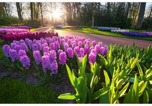 Fototapeta - Květiny hyacintu 375x250 + zdarma lepidlo