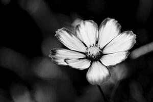Fototapeta zahradní černobílý květ krasulky