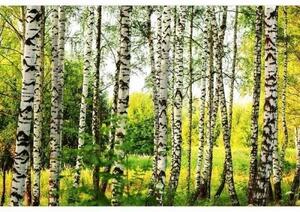 DIMEX | Vliesové fototapety na zeď Březový les MS-5-0094 | 375 x 250 cm| bílá, černá, zelená