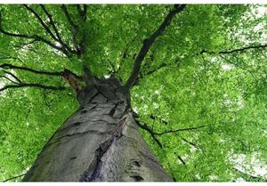 DIMEX | Vliesové fototapety na zeď Koruna stromu MS-5-0101 | 375 x 250 cm| šedá, zelená