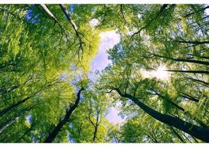 DIMEX | Vliesové fototapety na zeď Stromy v oblacích MS-5-0104 | 375 x 250 cm| zelená, modrá, hnědá
