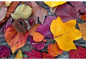 Fototapeta - Podzimní listí 375x250 + zdarma lepidlo