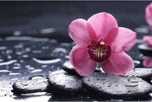 Fototapeta - Orchidej květ 375x250 + zdarma lepidlo