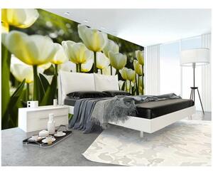 DIMEX | Vliesové fototapety na zeď Bílé tulipány MS-5-0127 | 375 x 250 cm| žlutá, zelená, bílá