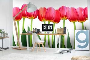 DIMEX | Vliesové fototapety na zeď Tulipány MS-5-0126 | 375 x 250 cm| zelená, červená, bílá