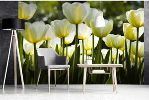 DIMEX | Vliesové fototapety na zeď Bílé tulipány MS-5-0127 | 375 x 250 cm| žlutá, zelená, bílá