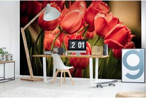 DIMEX | Vliesové fototapety na zeď Červené tulipány MS-5-0128 | 375 x 250 cm| červená, zelená