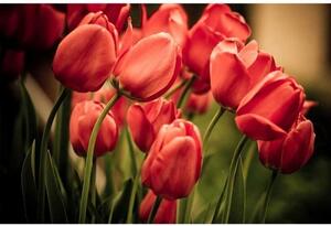 Fototapeta - Červené tulipány 375x250 + zdarma lepidlo