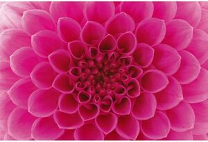 DIMEX | Vliesové fototapety na zeď Růžová jiřina MS-5-0132 | 375 x 250 cm| růžová