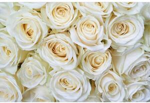 DIMEX | Vliesové fototapety na zeď Bílé růže MS-5-0137 | 375 x 250 cm| bílá, krémová