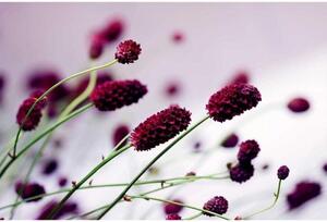 DIMEX | Vliesové fototapety na zeď Fialová květina MS-5-0141 | 375 x 250 cm| fialová, zelená