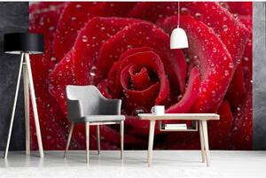 DIMEX | Vliesové fototapety na zeď Červená růže MS-5-0138 | 375 x 250 cm| červená