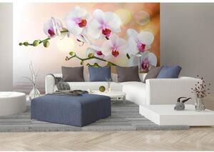 DIMEX | Vliesové fototapety na zeď Bílá orchidej MS-5-0147 | 375 x 250 cm| bílá, zelená, růžová, oranžová