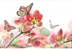 DIMEX | Vliesové fototapety na zeď Motýli a orchideje MS-5-0146 | 375 x 250 cm| bílá, vícebarevná