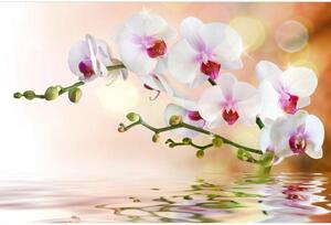 Fototapeta - Bílá orchidej X 375x250 + zdarma lepidlo