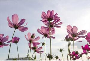 Fototapeta - Luční květiny 375x250 + zdarma lepidlo
