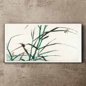 Obraz na plátně Obraz na plátně Asijské hmyz větve