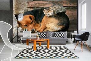 DIMEX | Vliesové fototapety na zeď Kočka a pes MS-5-0221 | 375 x 250 cm| černá, hnědá, šedá