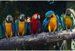 Fototapeta - Barevní papoušci Ara 375x250 + zdarma lepidlo