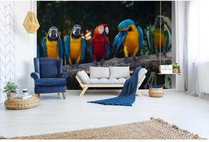 DIMEX | Vliesové fototapety na zeď Barevní papoušci Ara MS-5-0223 | 375 x 250 cm| vícebarevná