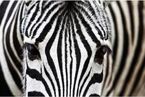 Fototapeta - Pohled zebry 375x250 + zdarma lepidlo