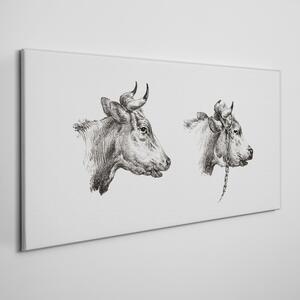 Obraz na plátně Obraz na plátně Kresba krávy zvířat