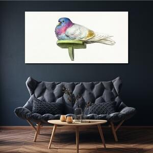Obraz na plátně Obraz na plátně Zvířecí pták holub
