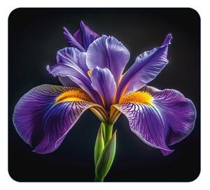 Kryt na zeď u sporáku z tvrzeného skla 50x56 cm Iris – Wenko