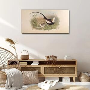 Obraz na plátně Obraz na plátně Ptáci zvířata kreslení