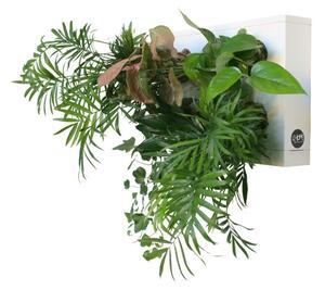 Ortisgreen Obraz z živých rostlin HOH! TRIO SMART osázený, bílá