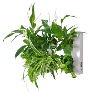 Ortisgreen Obraz z živých rostlin HOH! TRIO SMART osázený, bílá