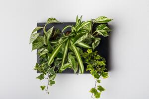 Ortisgreen Obraz z živých rostlin HOH! UNO, osázený, černá +