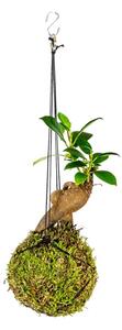 Kokedama Ficus Microcarpa Ginseng (S) Fíkovník drobnoplodý