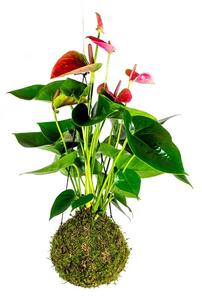 Gardners Kokedama Anthurium červená (L)