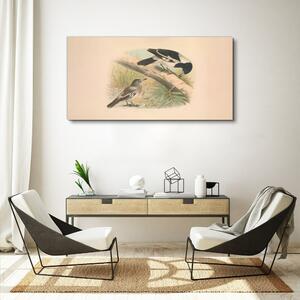 Obraz na plátně Obraz na plátně Zvířata ptáků