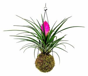 Kokedama Tillandsia Anita (M) Tilandsie, Kykatka