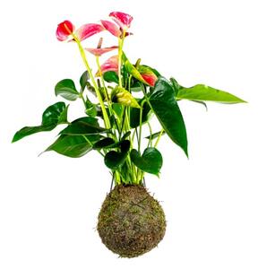 Gardners Kokedama Anthurium růžová (L)