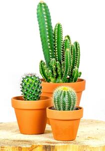 Gardners Kaktus mix, průměr 12 cm