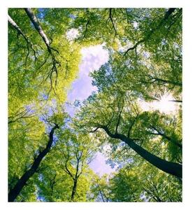 Fototapeta - Stromy v oblacích 225x250 + zdarma lepidlo