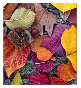 Fototapeta - Podzimní listí 225x250 + zdarma lepidlo