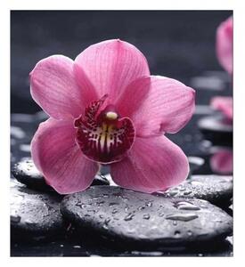 Fototapeta - Orchidej květ 225x250 + zdarma lepidlo
