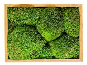 Gardners Mechový obraz 13x18 cm z kopečkového mechu, přírodní