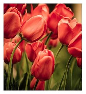 Fototapeta - Červené tulipány 225x250 + zdarma lepidlo
