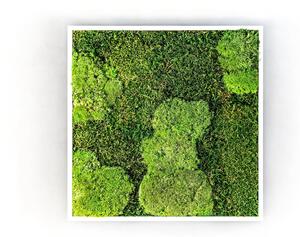 Mechový obraz 50x50 cm kombinovaný mech kopečkový s plochým, přírodní +