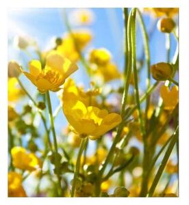 MS-3-0134 Vliesové fototapety na zeď Žluté květiny | 225 x 250 cm